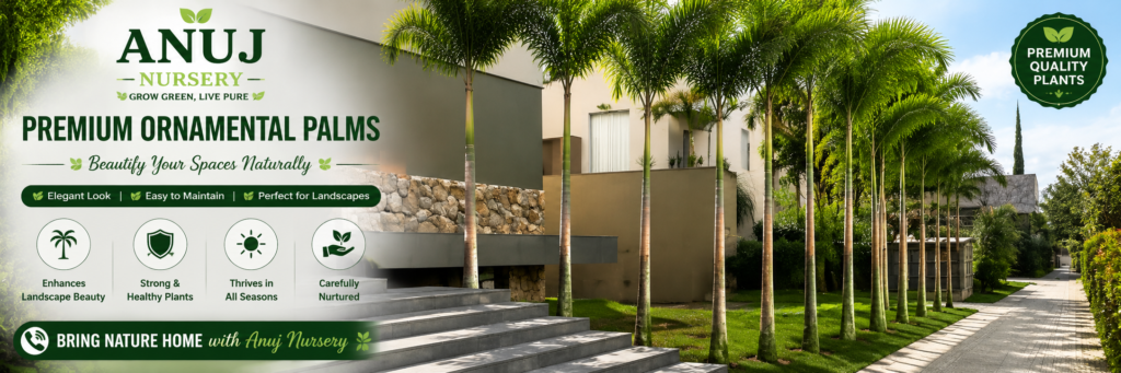 Carpentaria Palm Care & Benefits 