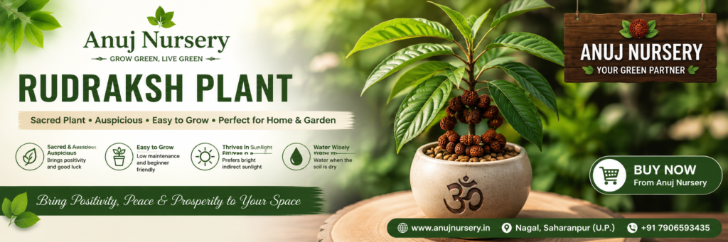 Rudraksh Plant Care & Benefits