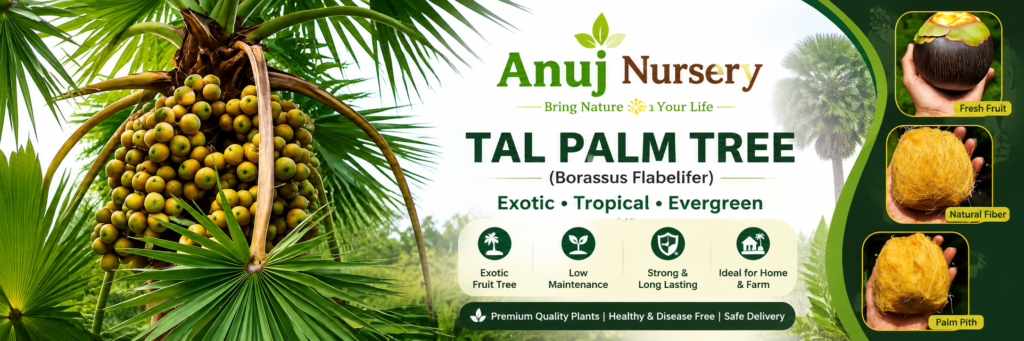 Palmyra Palm Tree Online