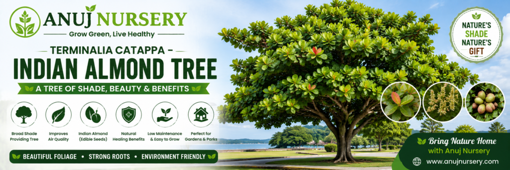 Indian Almond Tree Care & Benefits