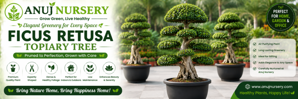 Ficus Retusa Topiary Tree Online
