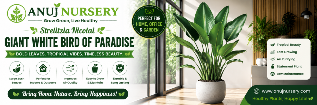 Strelitzia Nicolai Plant Online 