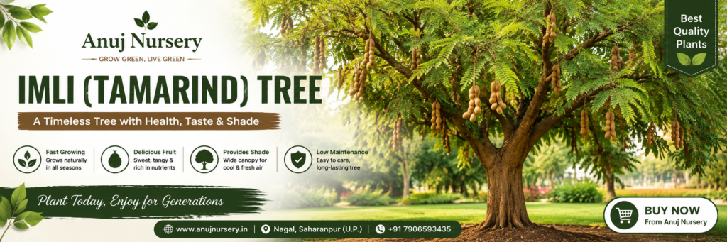 Imli Tree (Tamarind Tree) Care & Benefits