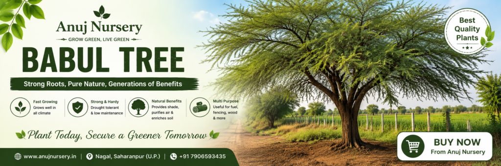 Babool Tree Care & Benefits