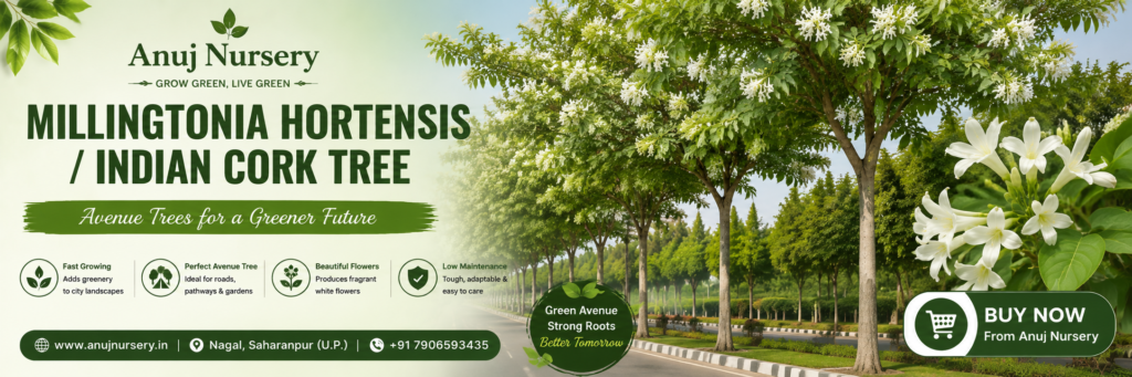 Millingtonia Hortensis (Indian Cork Tree) Care & Benefits 