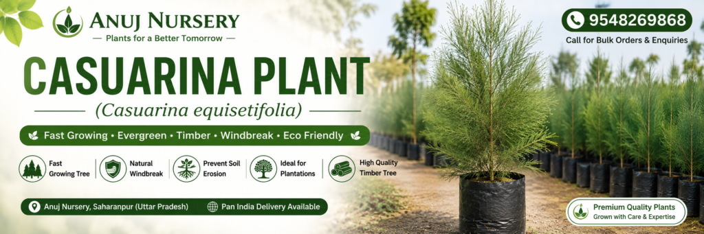 Casuarina Plant (Casuarina equisetifolia)