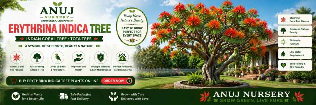 Erythrina Indica Tree (Indian Coral Tree)