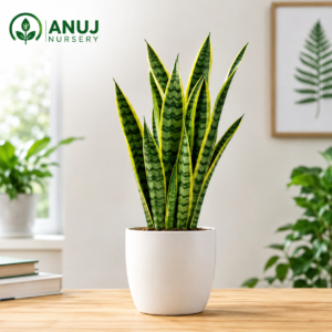 Snake Plant Live Indoor Plant for Home & Office | Anuj Nursery