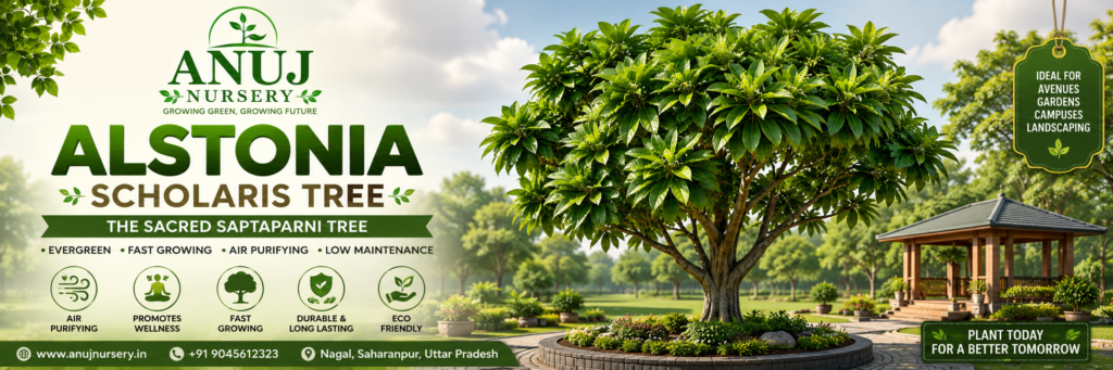 Alstonia Scholaris Tree Care & Benefits