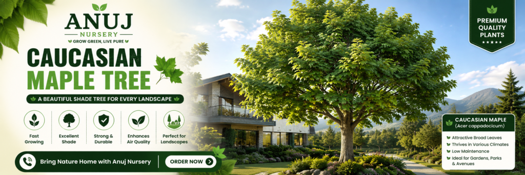 Caucasian Maple Tree Care & Benefits