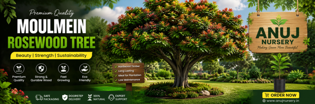 Moulmein Rosewood Tree Online