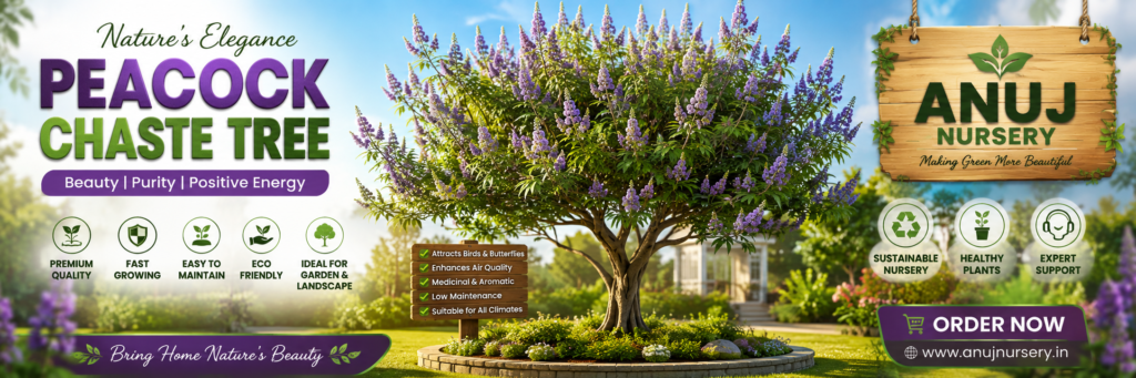 Peacock Chaste Tree Care & Benefits