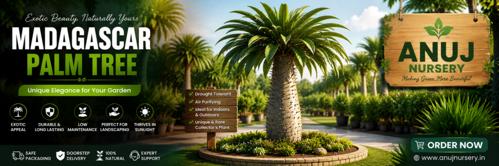 Madagascar Palm Tree Online