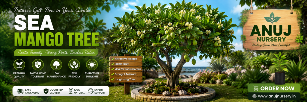 Sea Mango Tree Online