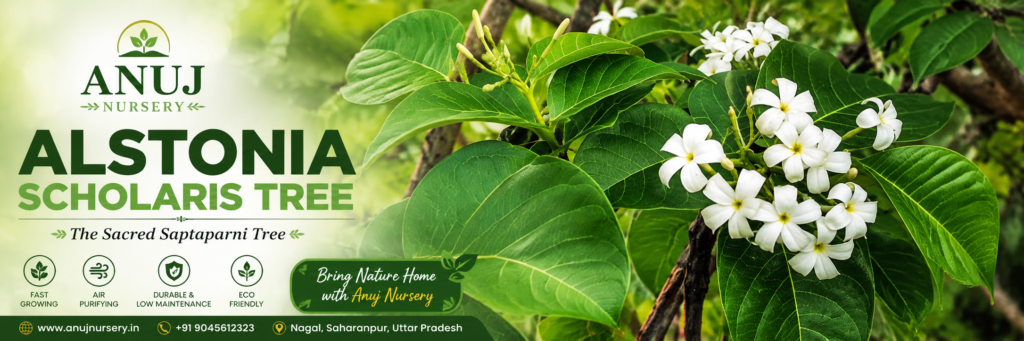 Indrajao Plant Care & Benefits