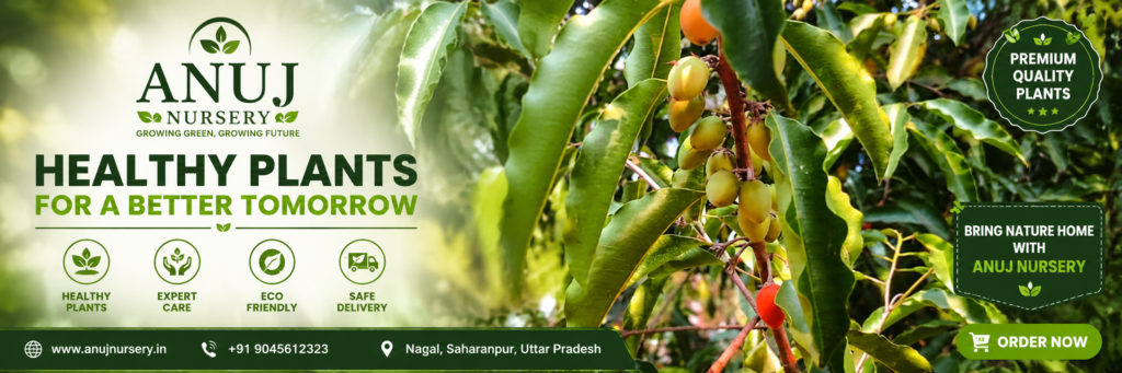 Chironji Tree Care & Benefits