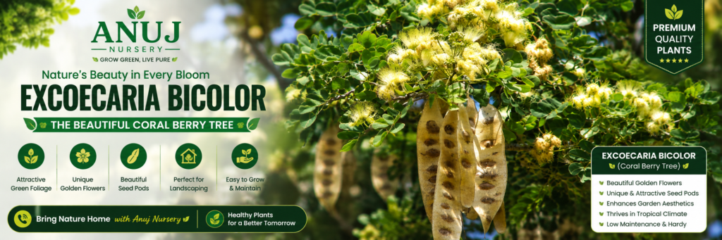 Siris Tree Care & Benefits
