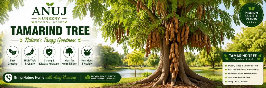 Buy Tamarind Tree Online India