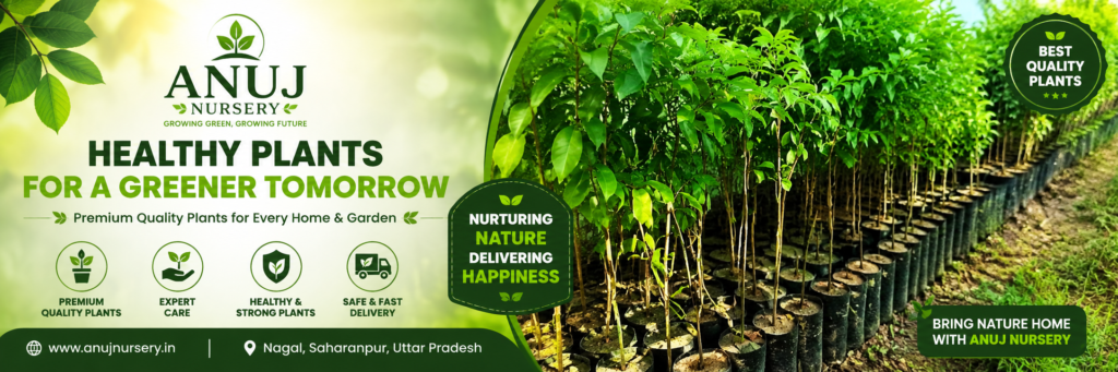Bakul Tree Care & Benefits