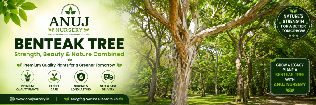 Benteak Plant Care & Benefits 