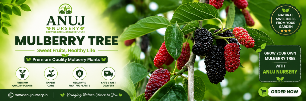 Mulberry Tree Care & Benefits
