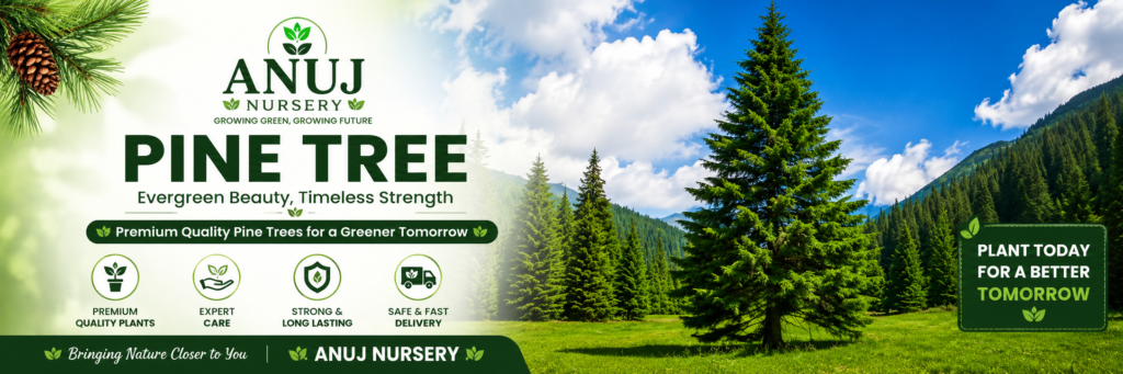 Pine Tree Care & Benefits