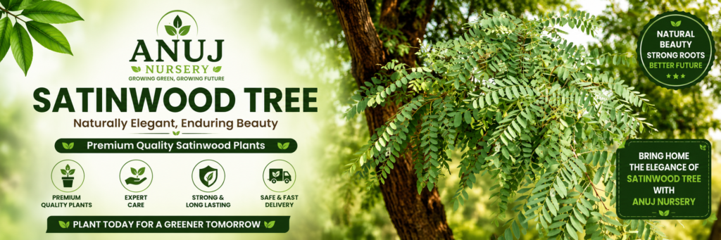 Satinwood Tree Care & Benefits 