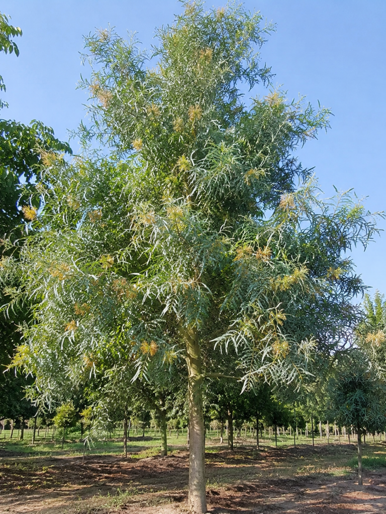 Silver Oak (Grevillea robusta) tree in a nursery.