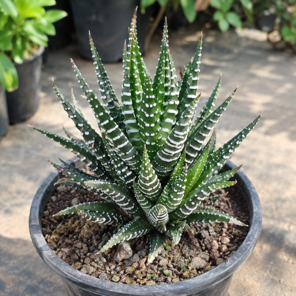 Zebra Haworthia plant in a nursery pot.