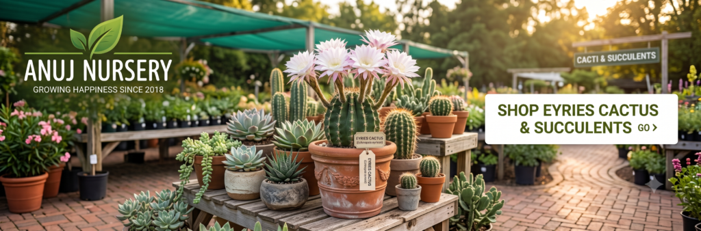 Eyries Cactus is Light, Water & Bloom plant