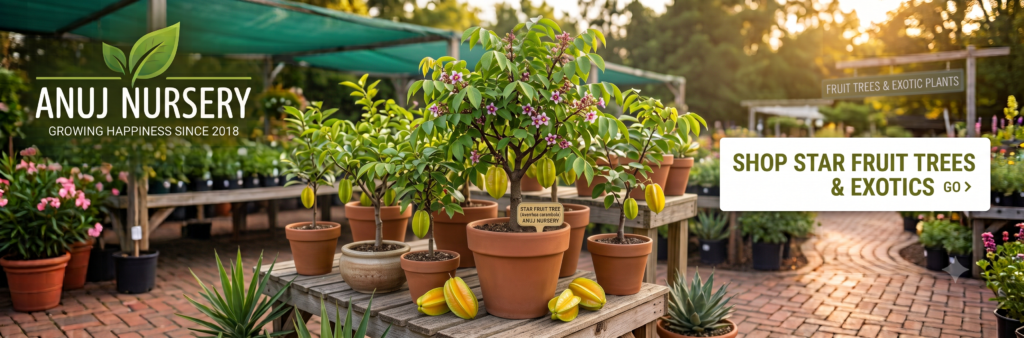 Sweet & Juicy Kamrakh (Star Fruit) Plant 