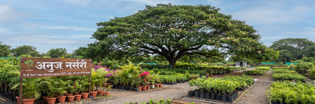 Rain Tree (Albizia Saman) Plant