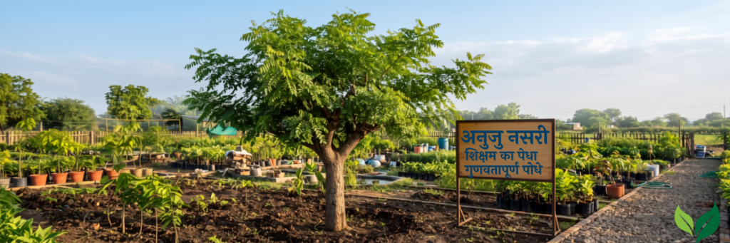 Buy Sheesham Tree Online in India
