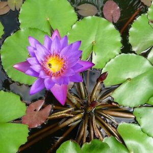 Blue Water Lily Plant Online | Buy Healthy Blue Water Lily for Pond & Water Garden | Anuj Nursery