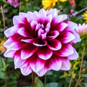 Double Dahlia Flower Plant Online | Buy Healthy Dahlia Plant in India | Anuj Nursery