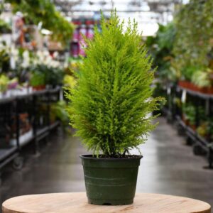 Golden Cypress (Cupressus macrocarpa 'Goldcrest') Live Plant | Lemon Cypress | Evergreen Ornamental Plant | Indoor & Outdoor Decorative Plant