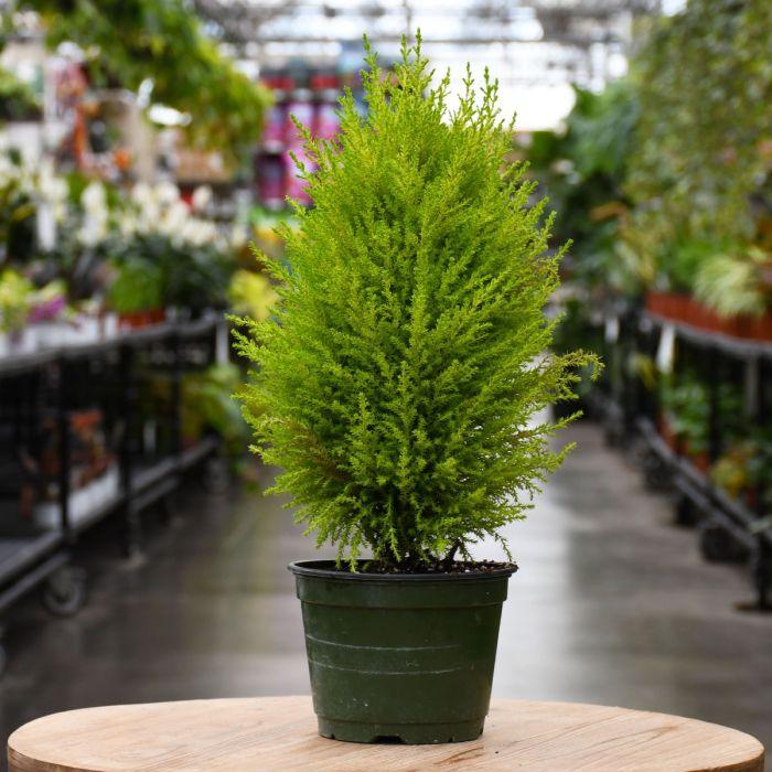 Golden Cypress (Cupressus macrocarpa 'Goldcrest') Live Plant | Lemon Cypress | Evergreen Ornamental Plant | Indoor & Outdoor Decorative Plant