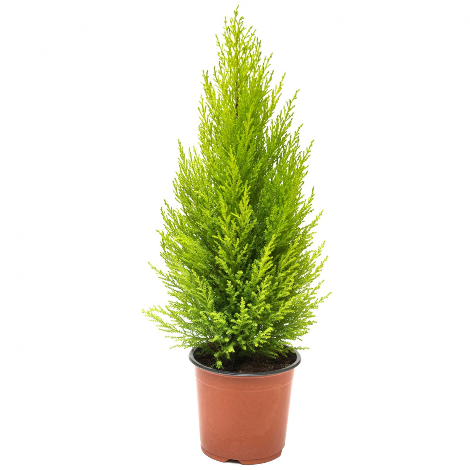 Golden Cypress (Cupressus macrocarpa 'Goldcrest') Live Plant | Lemon Cypress | Evergreen Ornamental Plant | Indoor & Outdoor Decorative Plant - Image 4