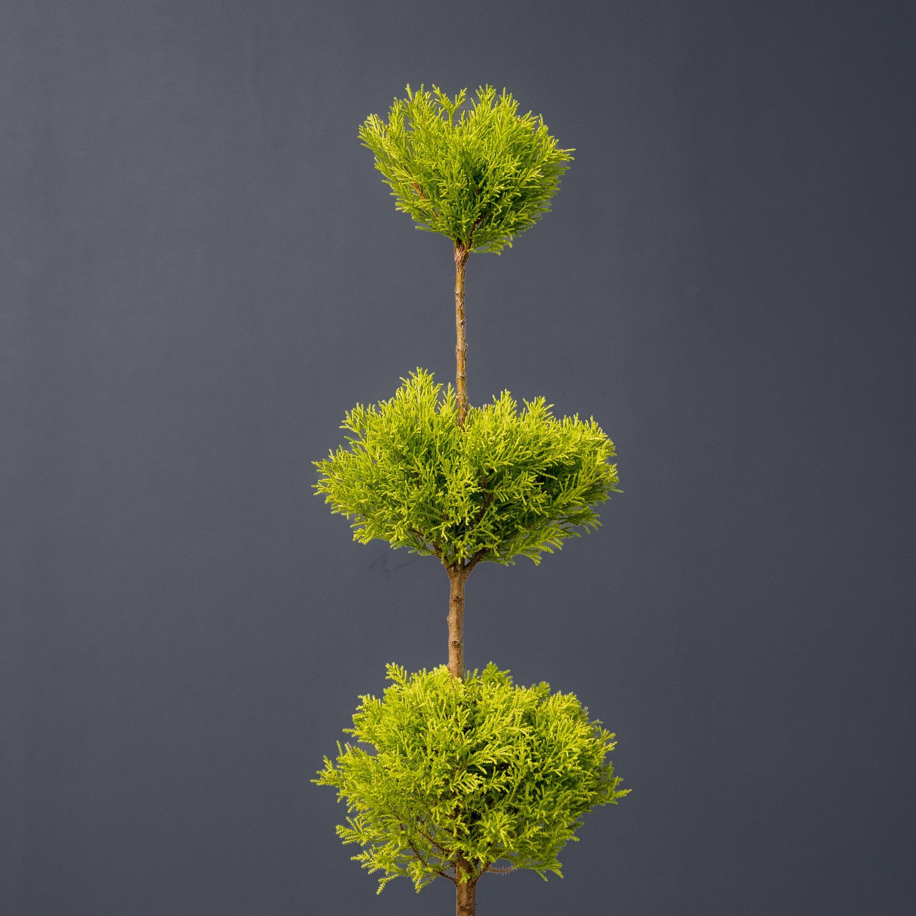 Golden Cypress (Cupressus macrocarpa 'Goldcrest') Live Plant | Lemon Cypress | Evergreen Ornamental Plant | Indoor & Outdoor Decorative Plant - Image 2