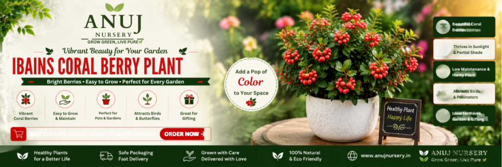 Ibains Coral Berry Plant Garden & Decorative Plant