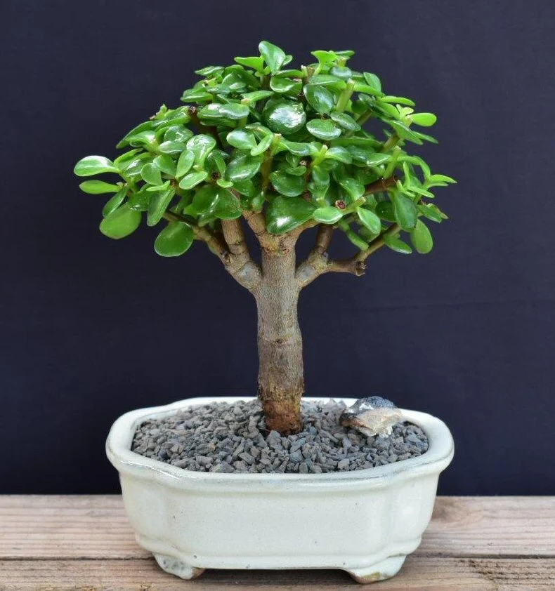 Jade Plant Online | Buy Healthy Jade Plant in India | Anuj Nursery - Image 5