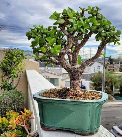 Jade Plant Online | Buy Healthy Jade Plant in India | Anuj Nursery - Image 6