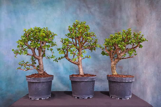 Jade Plant Online | Buy Healthy Jade Plant in India | Anuj Nursery - Image 4