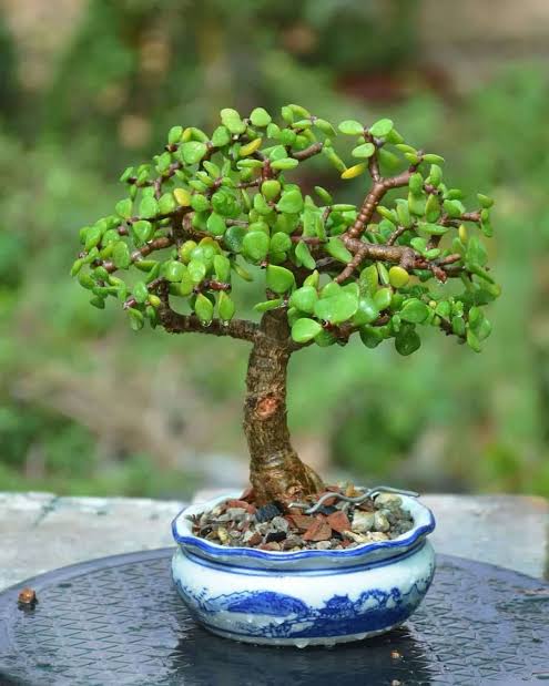 Jade Plant Online | Buy Healthy Jade Plant in India | Anuj Nursery - Image 3