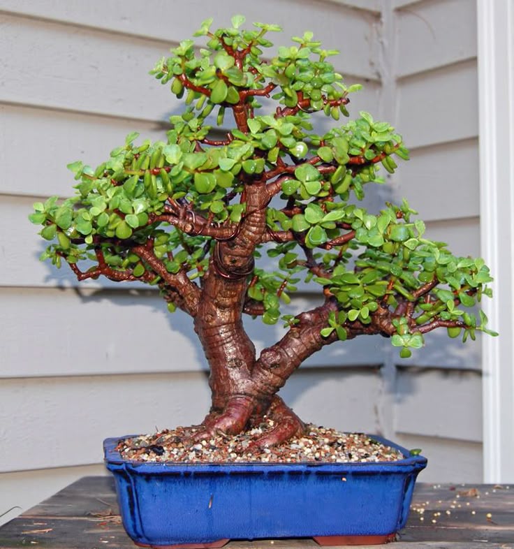 Jade Plant Online | Buy Healthy Jade Plant in India | Anuj Nursery - Image 2