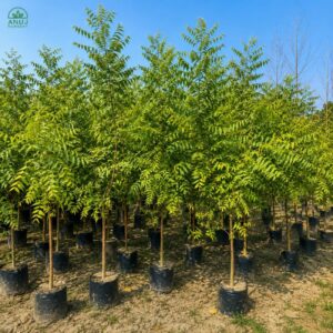 Neem Plant | Azadirachta indica | Healthy Live Neem Tree Plant for Home, Garden & Landscaping