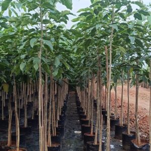 Buy Tabebuia Rosea Pink Trumpet Tree Online | Pink Trumpet Tree Plant