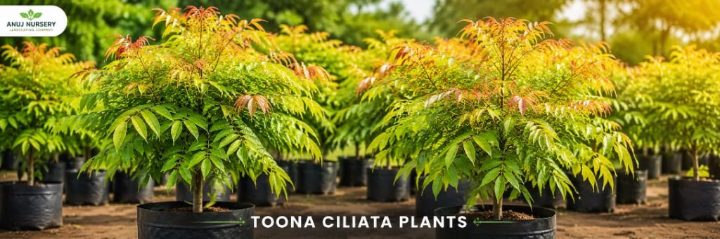 Chakresia Tun Plant (Toona ciliata) 