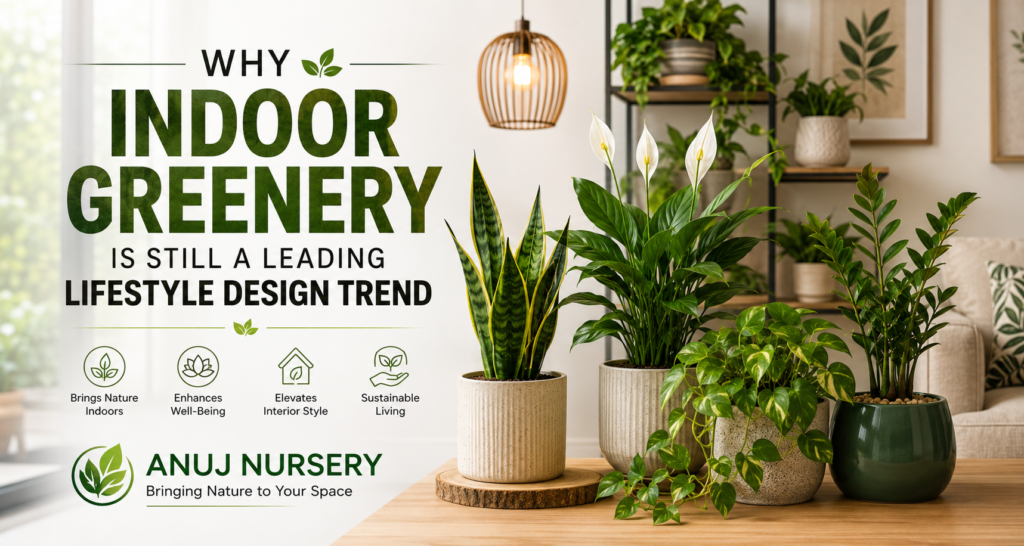 Indoor greenery plants for modern lifestyle design by Anuj Nursery.