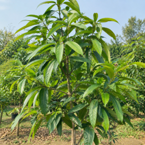 Arjuna Plant (Terminalia arjuna) – Buy Healthy Arjuna Tree Online